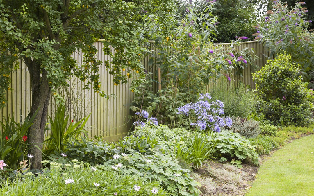 Root of the Problem: When Neighbouring Trees Cause Property Damage